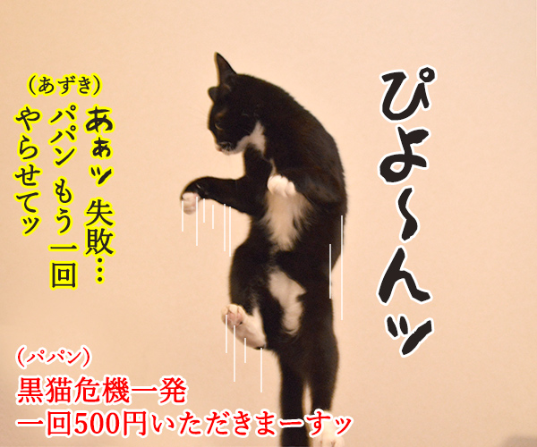 黒ひげ危機一発？　猫の写真で４コマ漫画　４コマ目ッ