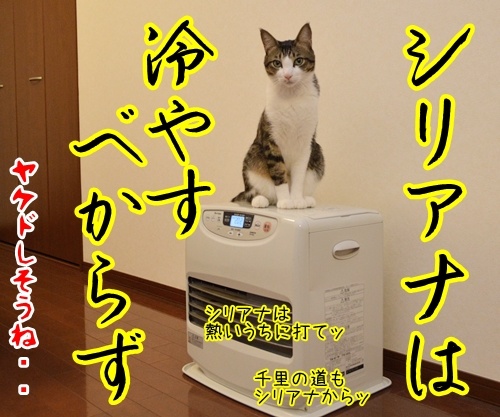 年末なのにカゼひいちゃった　猫の写真で４コマ漫画　４コマ目ッ