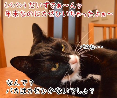 年末なのにカゼひいちゃった　猫の写真で４コマ漫画　１コマ目ッ