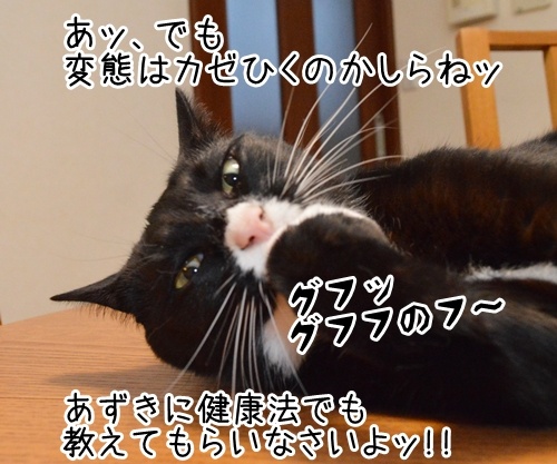 年末なのにカゼひいちゃった　猫の写真で４コマ漫画　２コマ目ッ