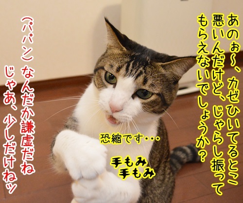 謙虚に頼まれれば　猫の写真で４コマ漫画　１コマ目ッ