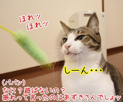 謙虚に頼まれれば　猫の写真で４コマ漫画　３コマ目ッ