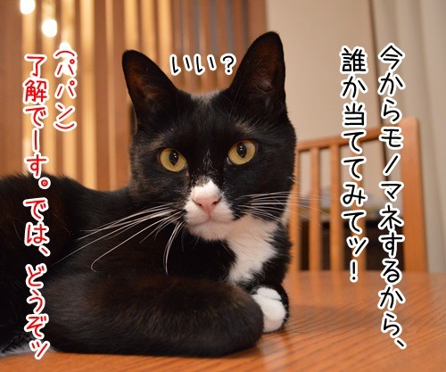 モノマネ当てクイズ　猫の写真で４コマ漫画　１コマ目ッ