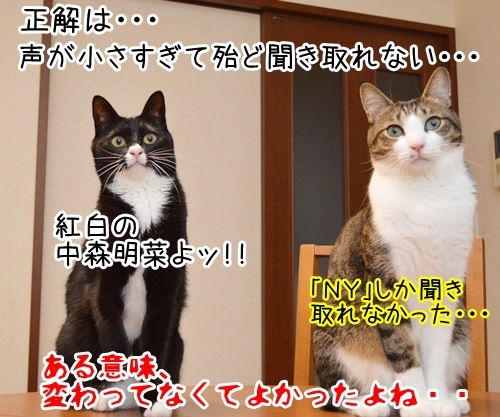 モノマネ当てクイズ　猫の写真で４コマ漫画　４コマ目ッ