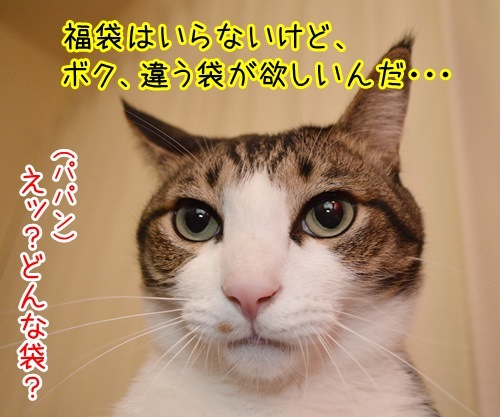 お正月といえば福袋　猫の写真で４コマ漫画　３コマ目ッ