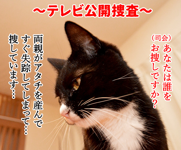 テレビ公開捜査　猫の写真で４コマ漫画　１コマ目ッ