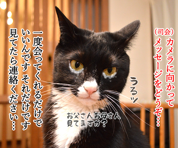 テレビ公開捜査　猫の写真で４コマ漫画　２コマ目ッ