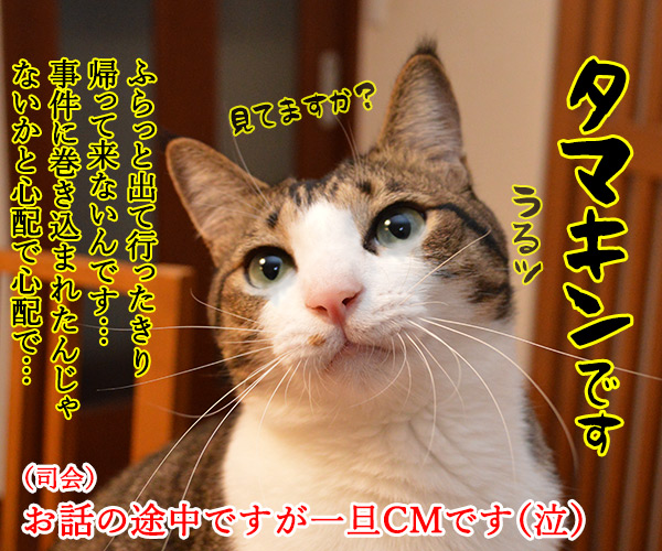 テレビ公開捜査　猫の写真で４コマ漫画　４コマ目ッ