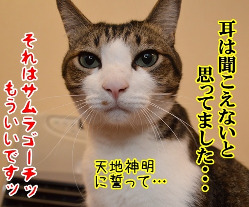 恥ずかしい勘違い　猫の写真で４コマ漫画　４コマ目ッ