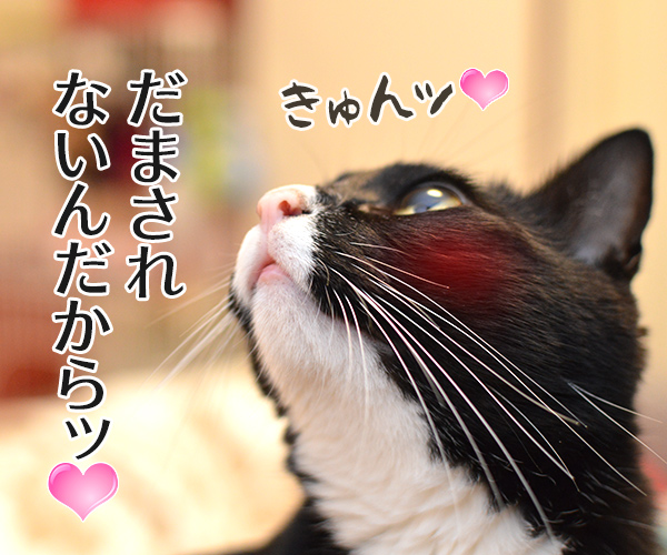 あずき食堂にて　猫の写真で４コマ漫画　４コマ目ッ