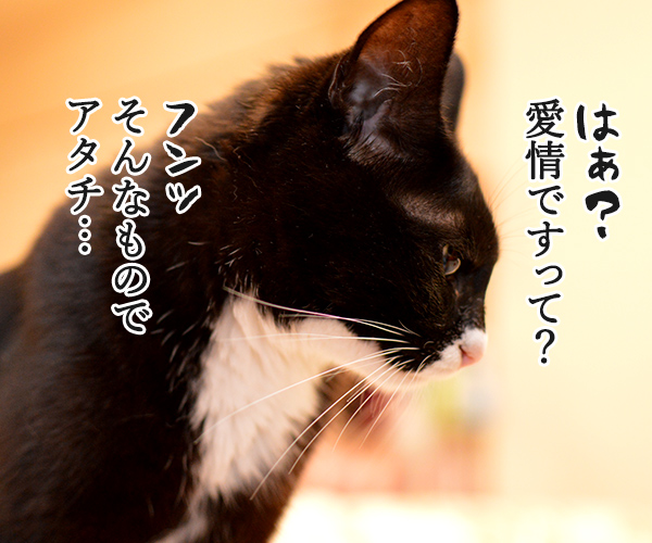 あずき食堂にて　猫の写真で４コマ漫画　３コマ目ッ