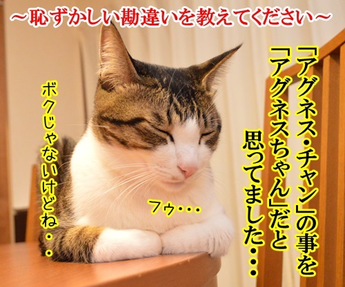 恥ずかしい勘違い　其の二　猫の写真で４コマ漫画　１コマ目ッ