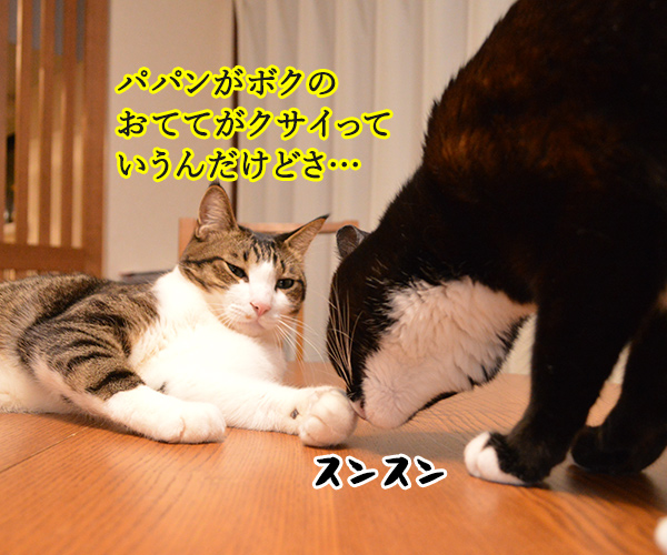 ボクのおててはクサクない　猫の写真で４コマ漫画　２コマ目ッ