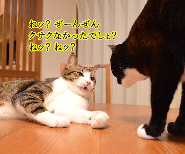 ボクのおててはクサクない　猫の写真で４コマ漫画　３コマ目ッ