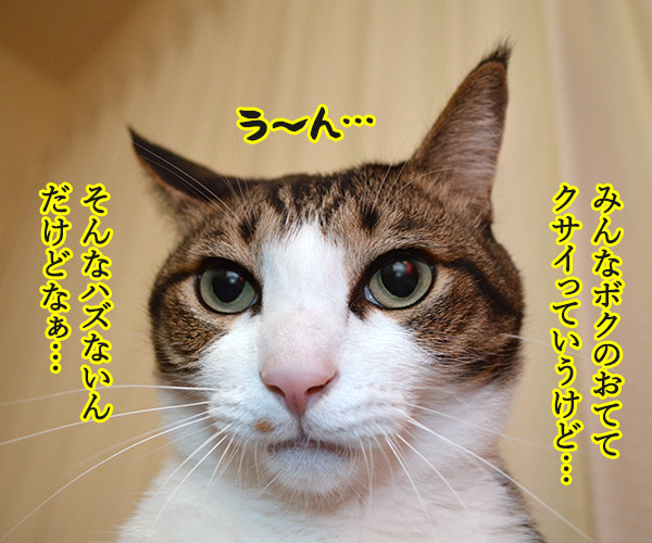 ボクのおててはクサクない　其の二　猫の写真で４コマ漫画　１コマ目ッ