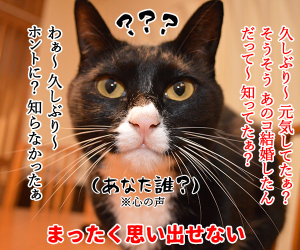 成人式あるある　猫の写真で４コマ漫画　２コマ目ッ