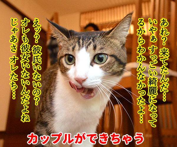 成人式あるある　猫の写真で４コマ漫画　３コマ目ッ