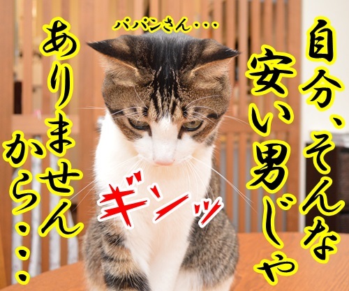 ねこじゃらさんは２本で１０８円　猫の写真で４コマ漫画　２コマ目ッ