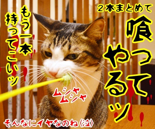 ねこじゃらさんは２本で１０８円　猫の写真で４コマ漫画　４コマ目ッ