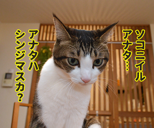 アナタハシンジマスカ？　猫の写真で４コマ漫画　３コマ目ッ