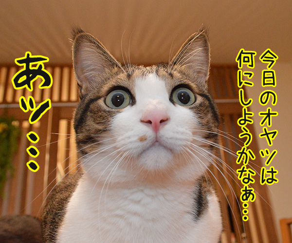 あッ…　猫の写真で４コマ漫画　１コマ目ッ