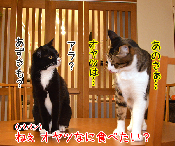 あッ…　猫の写真で４コマ漫画　３コマ目ッ