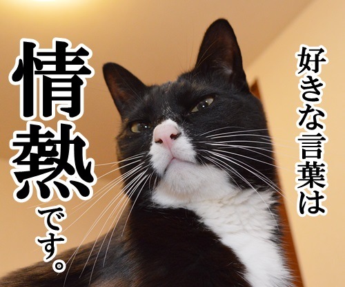 好きな言葉は情熱です。　猫の写真で４コマ漫画　１コマ目ッ