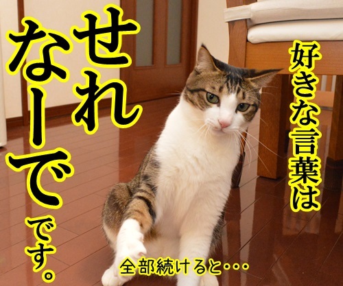 好きな言葉は情熱です。　猫の写真で４コマ漫画　３コマ目ッ