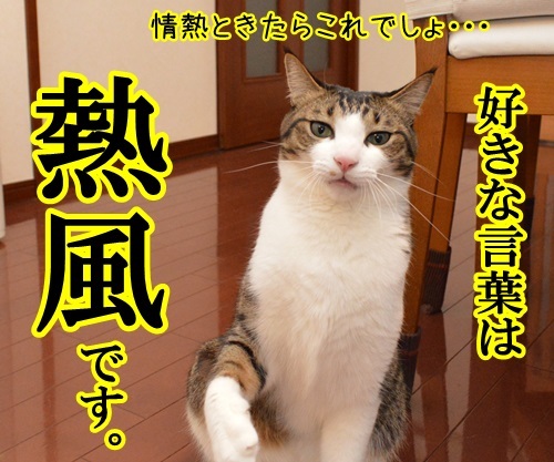 好きな言葉は情熱です。　猫の写真で４コマ漫画　２コマ目ッ