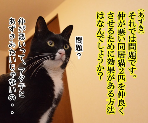 教えてッ　あずき先生　其の二　猫の写真で４コマ漫画　２コマ目ッ