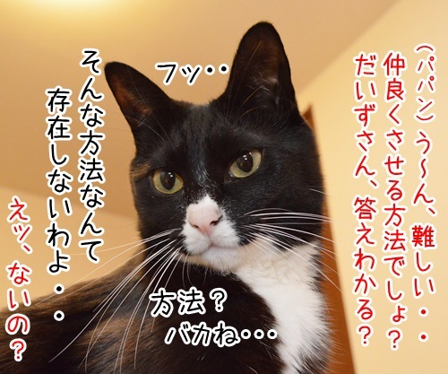 教えてッ　あずき先生　其の二　猫の写真で４コマ漫画　３コマ目ッ