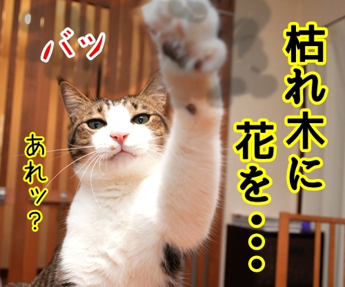 にほん昔話「花さかじいさん」　猫の写真で４コマ漫画　２コマ目ッ