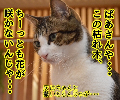 にほん昔話「花さかじいさん」　猫の写真で４コマ漫画　３コマ目ッ