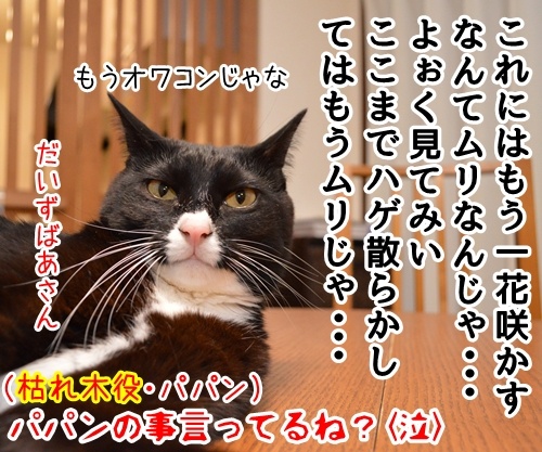 にほん昔話「花さかじいさん」　猫の写真で４コマ漫画　４コマ目ッ