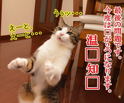 クイズ　四文字熟語ッ！！　猫の写真で４コマ漫画　２コマ目ッ