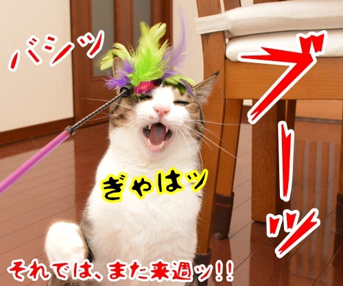 クイズ　四文字熟語ッ！！　猫の写真で４コマ漫画　４コマ目ッ