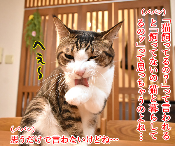 あずきさんとだいずさんは家族だから　猫の写真で４コマ漫画　１コマ目ッ