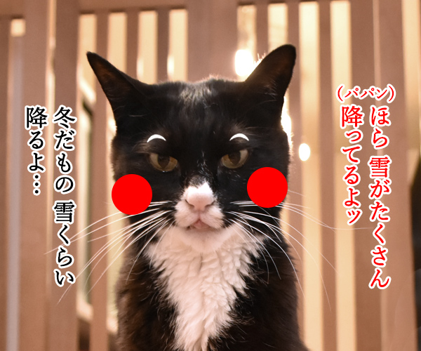 助けて！！だいずモン　其の二　猫の写真で４コマ漫画　２コマ目ッ