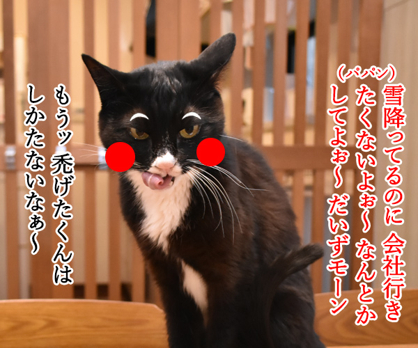 助けて！！だいずモン　其の二　猫の写真で４コマ漫画　３コマ目ッ