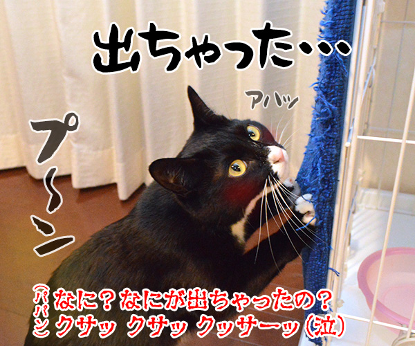 イライラ解消は爪とぎよねッ　猫の写真で４コマ漫画　４コマ目ッ