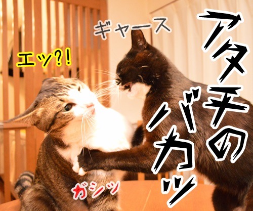 告白されたけど　其の二　猫の写真で４コマ漫画　２コマ目ッ