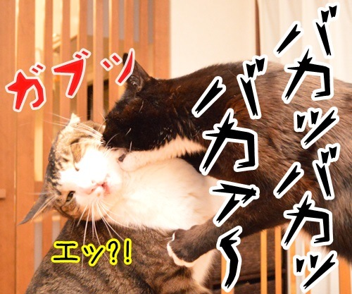 告白されたけど　其の二　猫の写真で４コマ漫画　３コマ目ッ