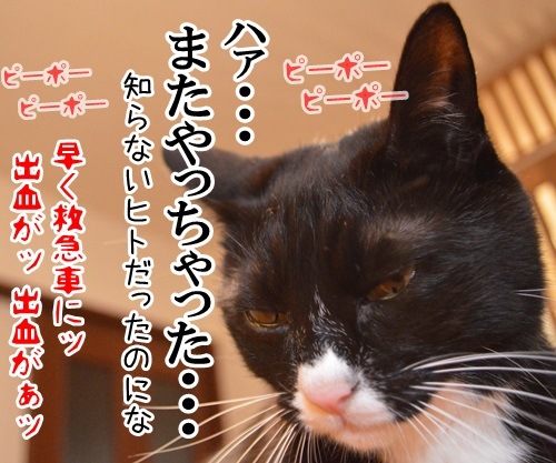 告白されたけど　其の二　猫の写真で４コマ漫画　４コマ目ッ