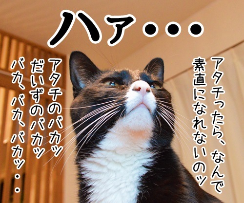 告白されたけど　其の二　猫の写真で４コマ漫画　１コマ目ッ