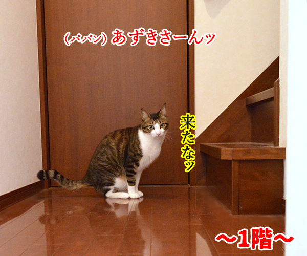 結果にコミットする？　猫の写真で４コマ漫画　１コマ目ッ