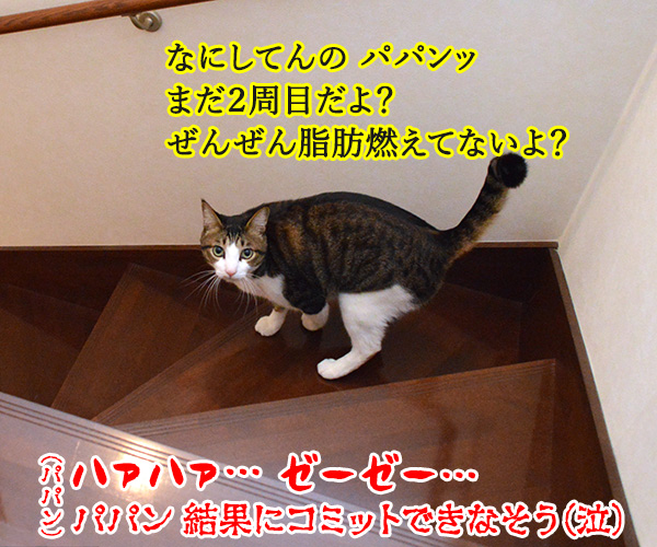 結果にコミットする？　猫の写真で４コマ漫画　４コマ目ッ