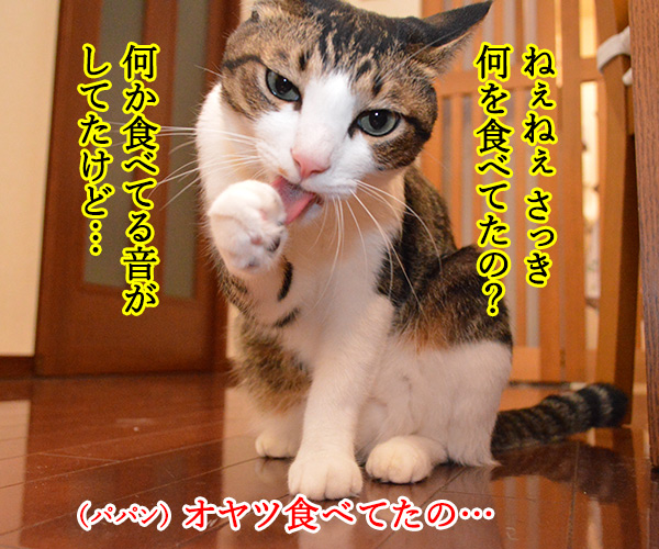 パパンのこっそりオヤツ　猫の写真で４コマ漫画　１コマ目ッ