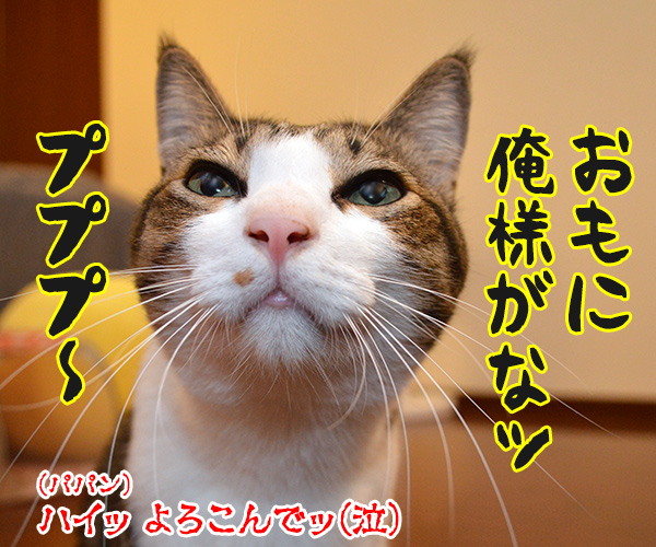 じゃらしのはなし　猫の写真で４コマ漫画　４コマ目ッ