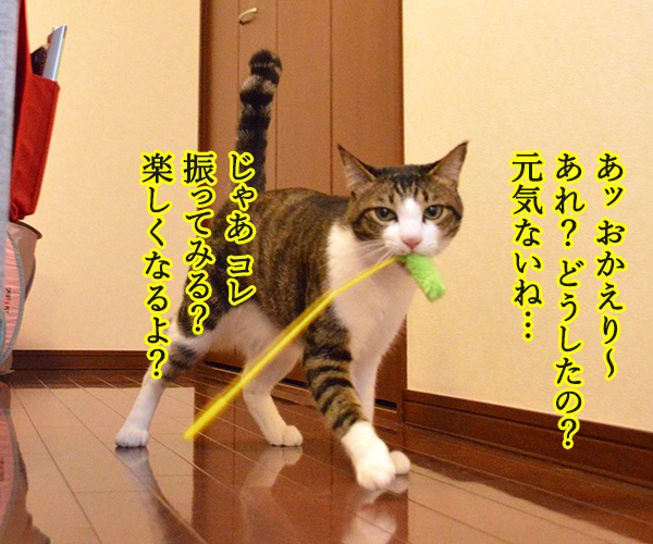 じゃらしのはなし　猫の写真で４コマ漫画　３コマ目ッ