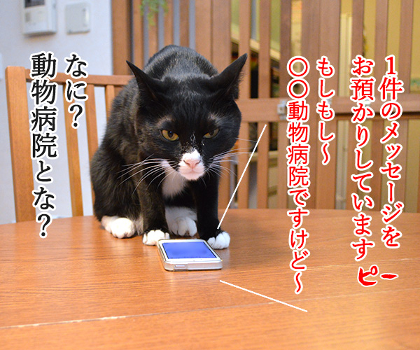 １件の新しいメッセージ　猫の写真で４コマ漫画　２コマ目ッ